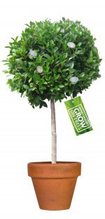 www.tree___tag_1.jpg
